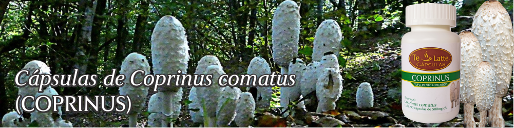 Te Latte Café - Cápsulas de Coprinus comatus (COPRINUS)
